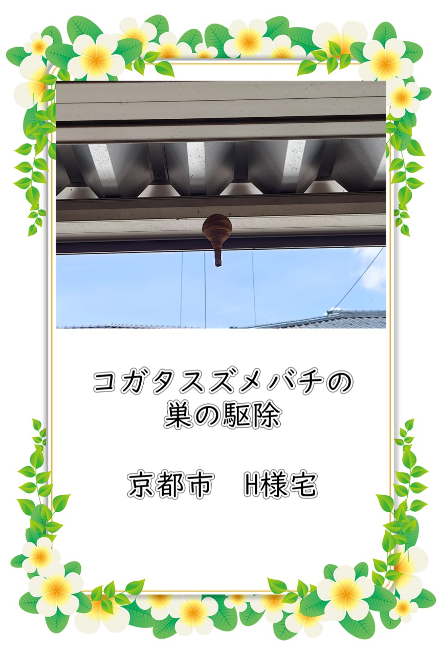 富山県射水市 スズメバチ駆除