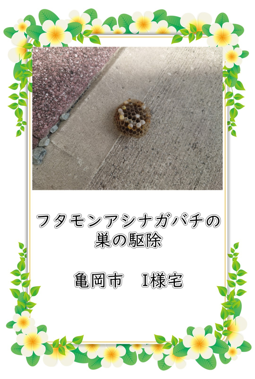愛知県名古屋市 アシナガバチ駆除