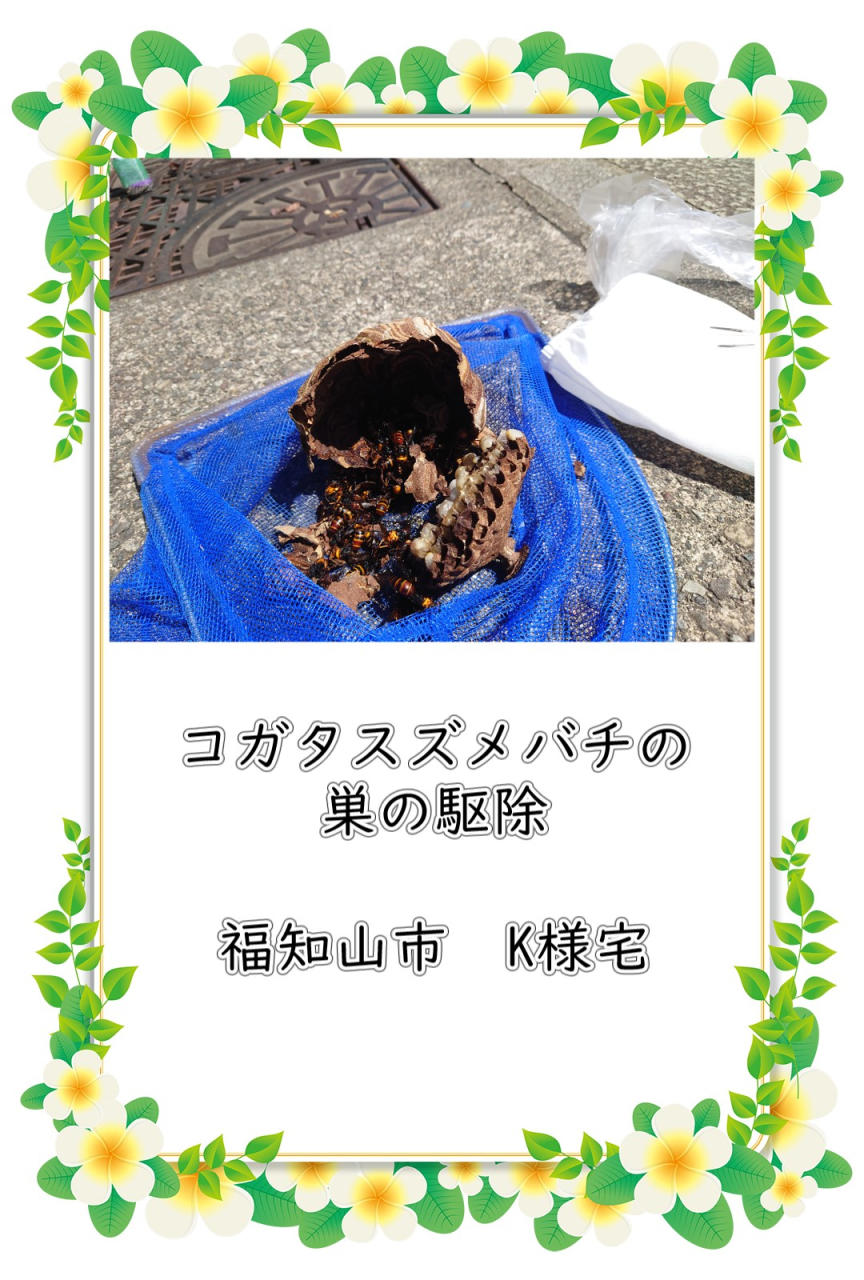 富山県氷見市 スズメバチ駆除